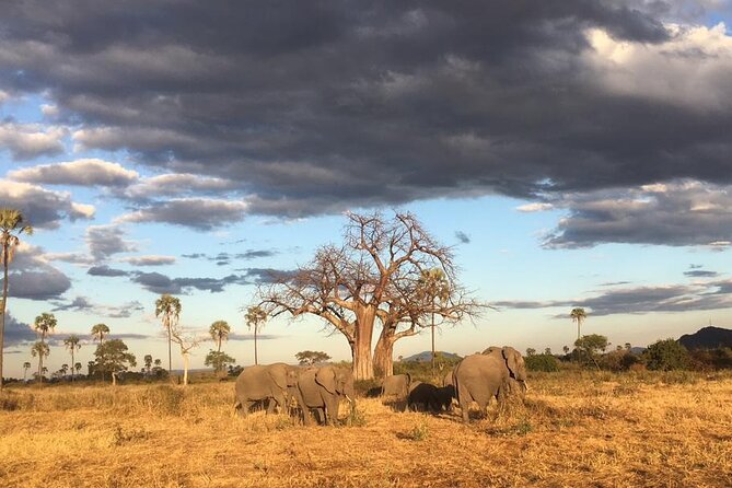 1-Day Private Safari in Mikumi From Zanzibar - Pickup Point and Timing