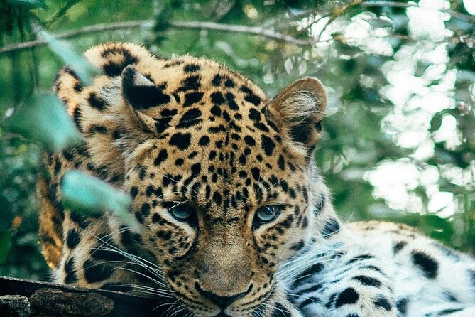 1-Day Serengeti Safari From Mwanza 2024/2025: the Best Day Trip - Good To Know