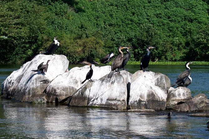 1 Day Source of the Nile Tour in Jinja - Good To Know