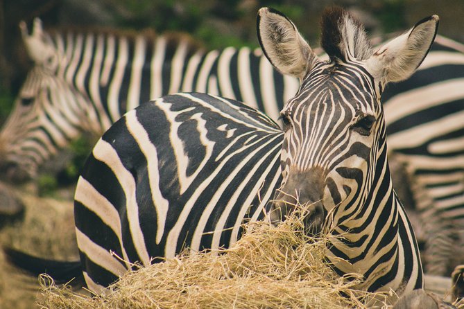 1- Day – TANZANIA SAFARI – MANYARA National PARK