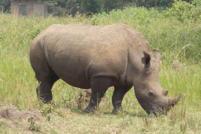 1 Day Ziwa Rhino Tracking Trip - Good To Know