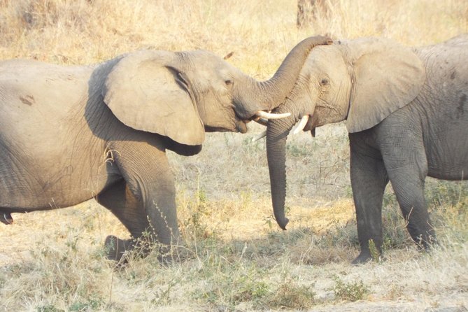 1 Night / 2 Days at Mikumi National Park - Good To Know