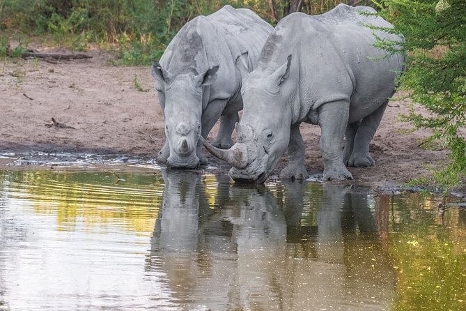 1 Night Madikwe Game Reserve - Good To Know