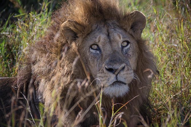 10 Days Mikumi Ruaha Selous Experience - Good To Know