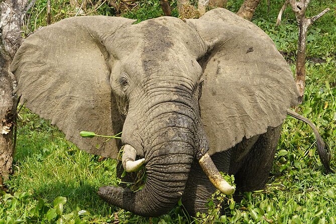 11-Day Uganda Gorillas, Chimpanzees and Big Game Safari - Good To Know