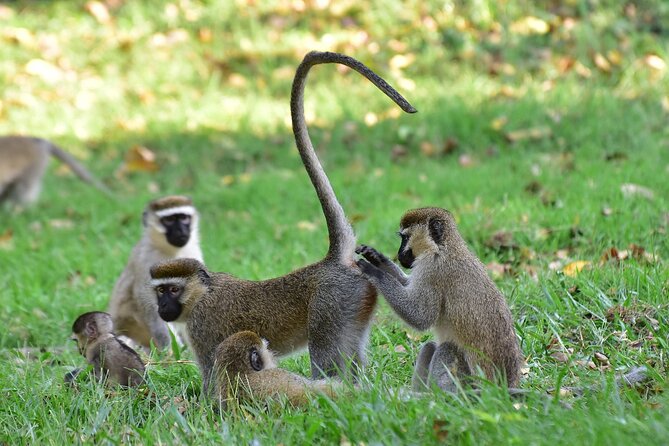 11-DAY Uganda Safari Experience Tour With Pick up - Tour Itinerary