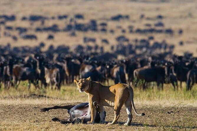 11 Days Guided Group Safari in Kenya And Tanzania - Good To Know