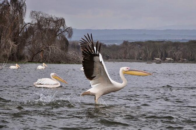 15 Best Safari Tours In Kenya