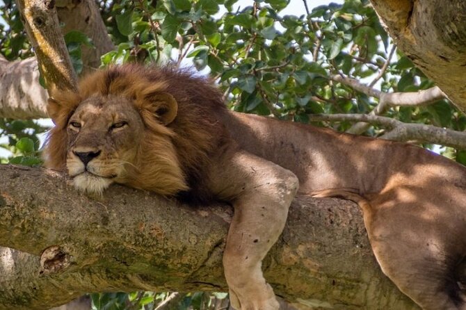 13 Days Trip Essential Uganda - Good To Know