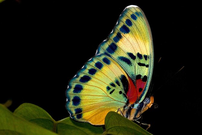 14 Day Ghana Butterfly Tour - Good To Know