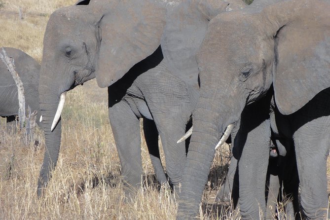 14 Days Kenya,Tanzania and Zanzibar Beach Holidays - Itinerary Highlights