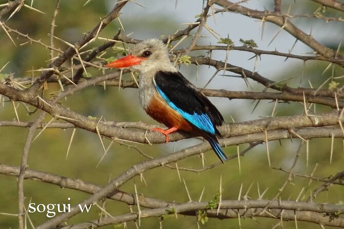 15 Days Tour :Birding Around Senegal - Good To Know