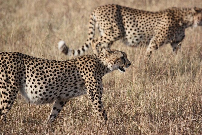 1 4 DAYS Camping or Lodge Safari.