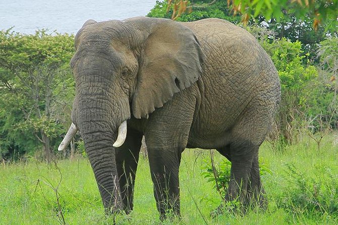1 Day Akagera Wildlife Safaris and Boat Tour (2 Pax Min)
