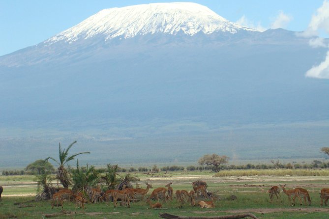1-Day Amboseli Safari - Safari Itinerary Highlights