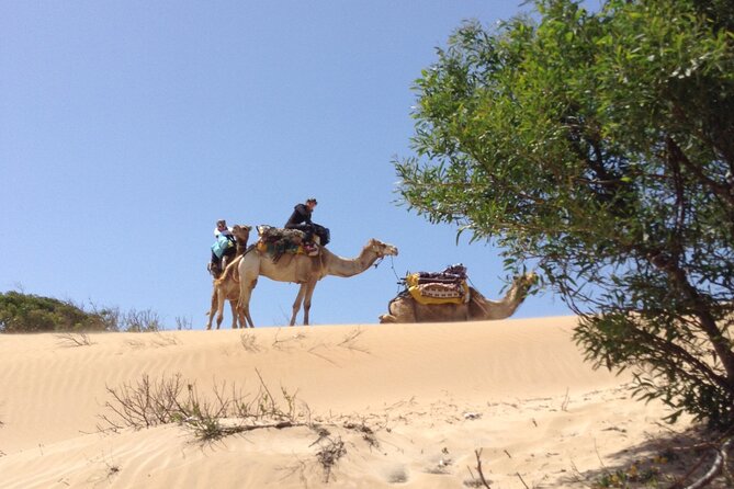 1 Day Dromedary Ride Near Essaouira