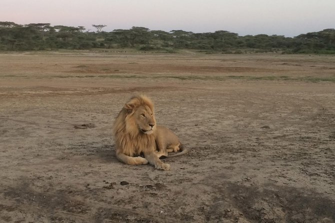 1 Day Lake Manyara Day Trip