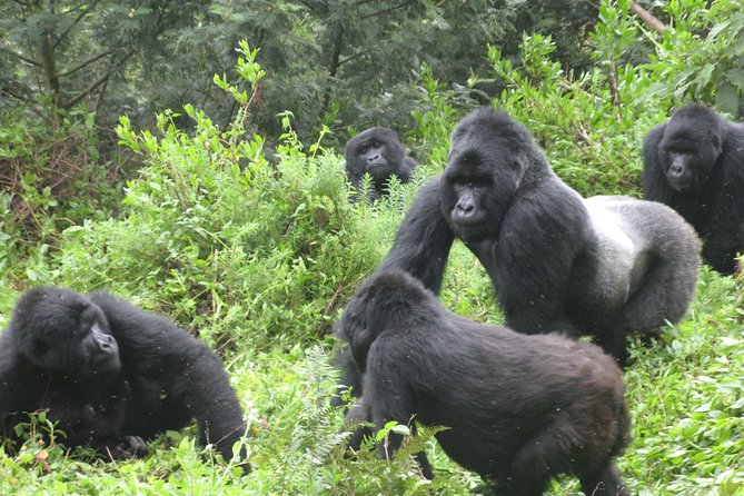 1 Day Mountain Gorilla Trekking Safari Uganda - Encounter With Mountain Gorillas