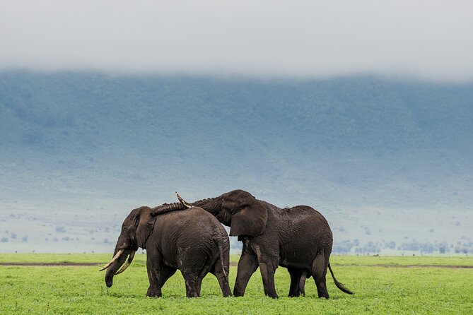 1-Day Ngorongoro Crater Group Safari - Tour Overview