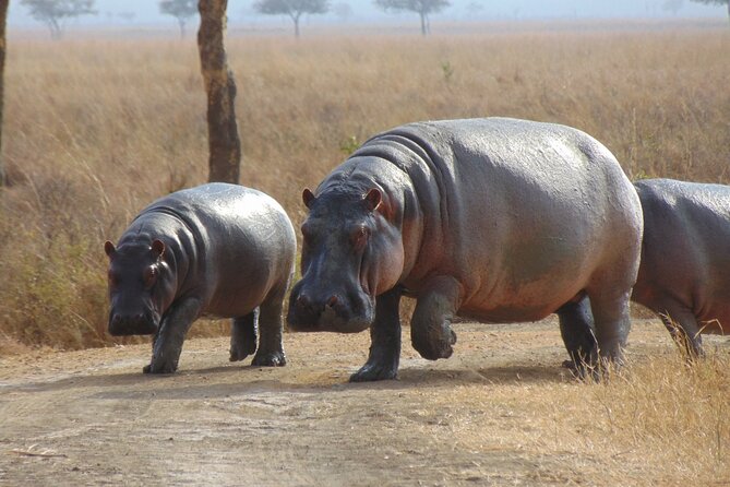 1-Day Private Safari in Mikumi From Zanzibar