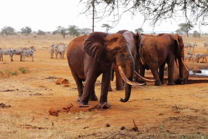 1 Day Red Elephant Safari Starting From Diani Beach. - Safari Details