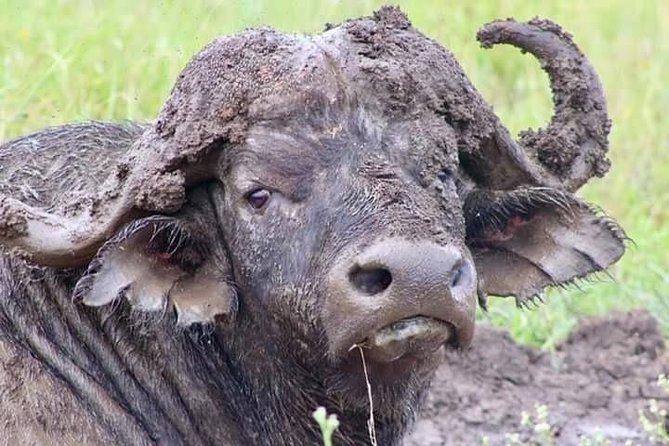 1 Day Safari to Amboseli National Park. - Tour Details