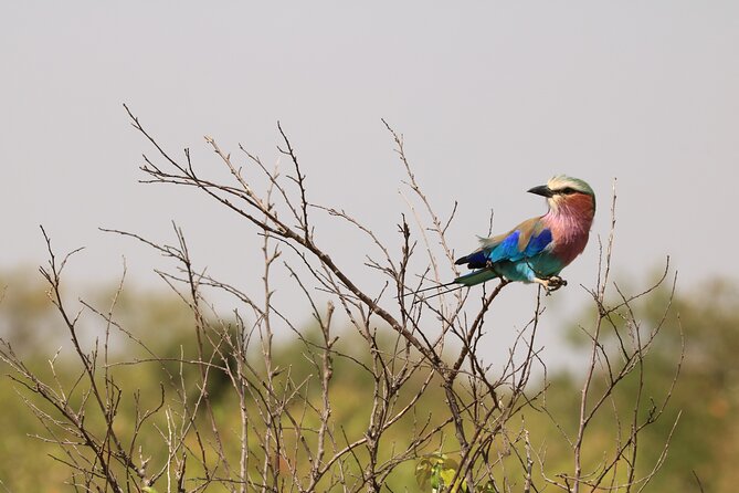 1-Day Safari-Trip to Tarangire National Park - Trip Overview