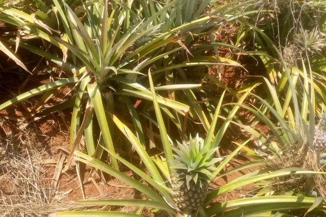 1 Day Trip to Coffee and Pineapple Farms Around Nairobi.