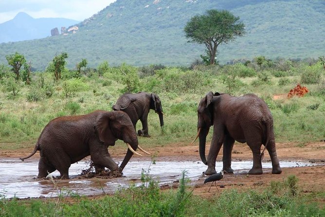 1-Day Tsavo East Safari From Mombasa - Itinerary Details