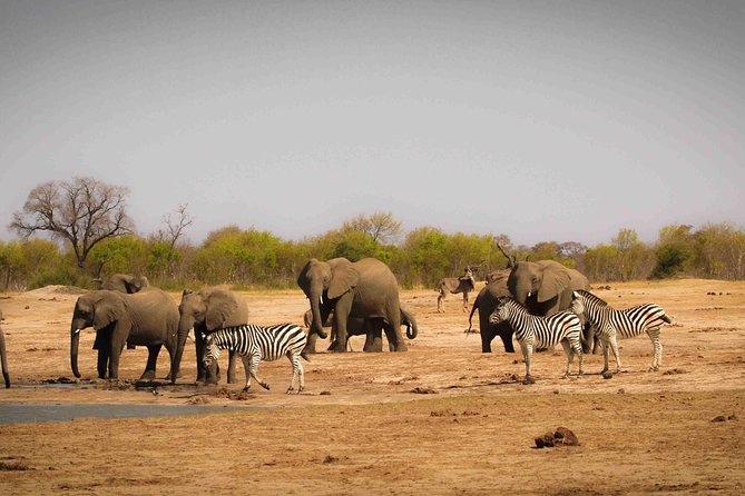 1 Night Hwange National Park Camping - Conservation Education Activities