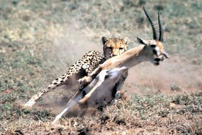 10-Day Kenya & Tanzania 4WD Safari Adventure