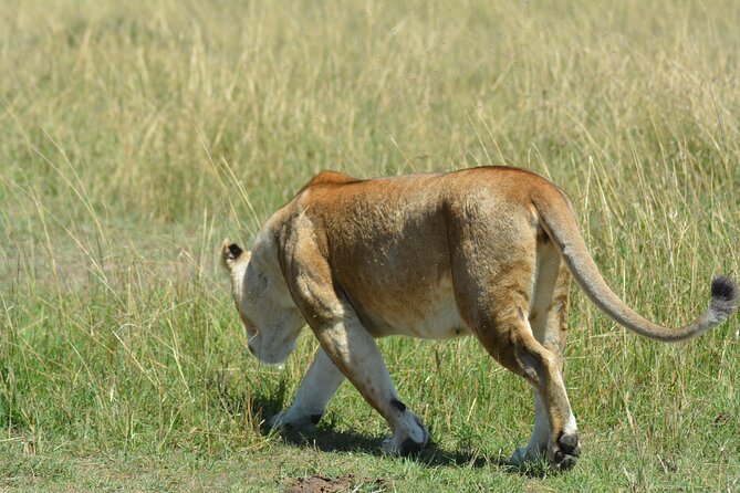 10 Days Amazing Serengeti Wildebeest Migration & Cultural Safari - Safari Highlights