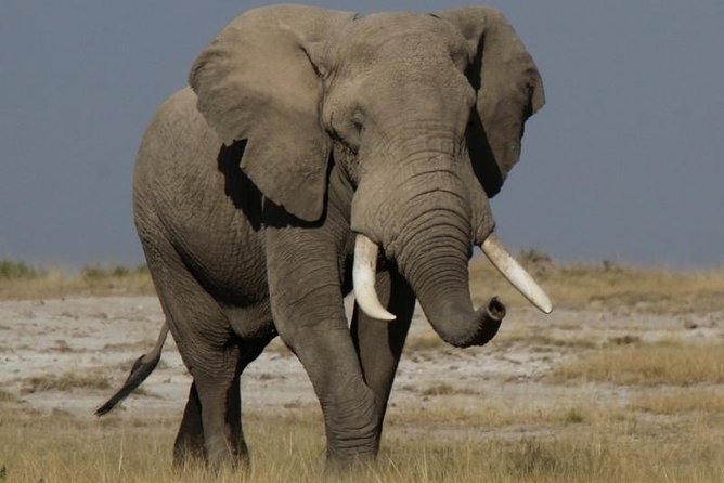 10 Days Migration Luxury Safari - Safari Itinerary Overview