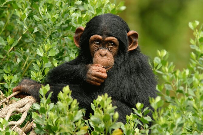 10-Days Mountain Gorillas, Chimps & Uganda Wildlife Safari