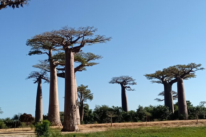 10 Days River Trip at Tsiribihina, Tsingy and Baobab Avenue