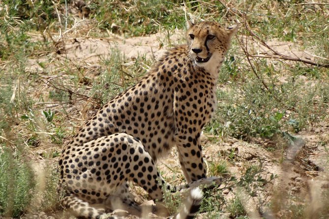 10 Days Safari to Nyerere NP, Ruaha NP, Udzungwa NP and Mikumi NP + Isimila Site