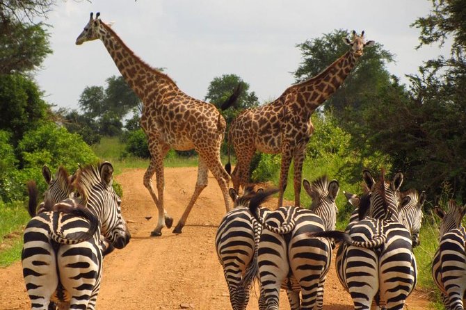 10 Days Serengeti Wildlife Safari and Tanzania Cultural Tour - Accommodation Details