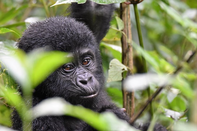 10days Uganda Mountain Gorillas, Volcanoes and Lake Bunyonyi - Gorilla Trekking Experience