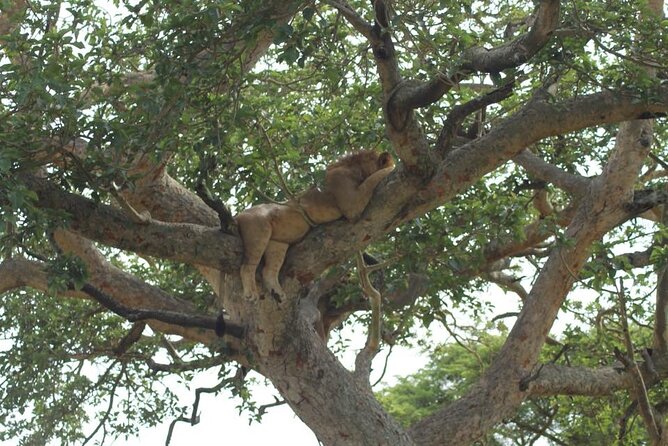 11-Day African Big 5 With Gorilla Trekking Safari in Uganda.