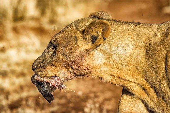 11-Day Serengeti, Maasai Mara, Tarangire, Amboseli Park - Itinerary Overview