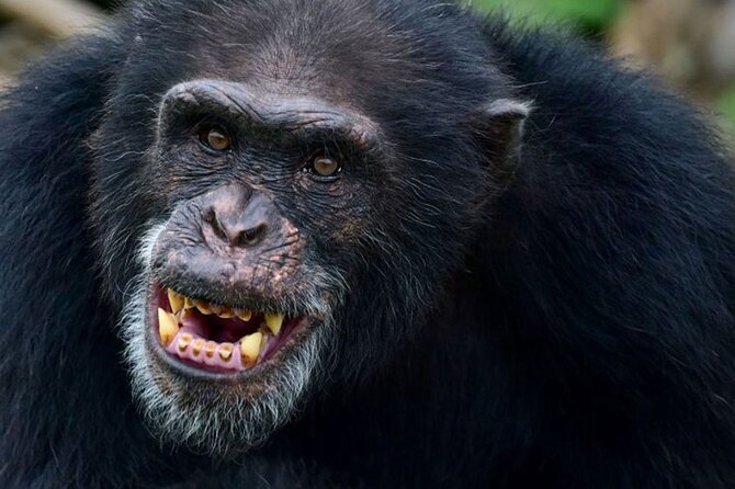 11-Day Uganda Gorillas, Chimpanzees and Big Game Safari - Chimpanzee Tracking Adventure
