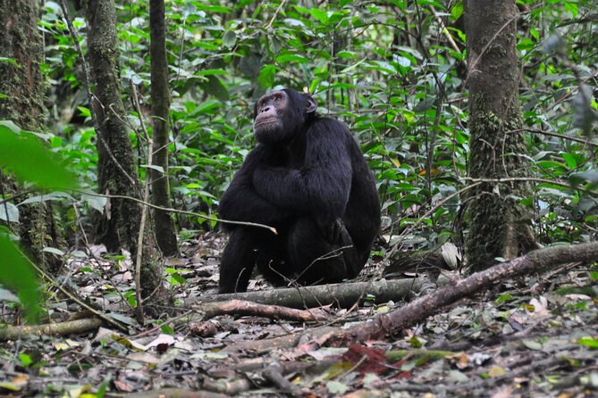 4 Best Safari Tours In Uganda