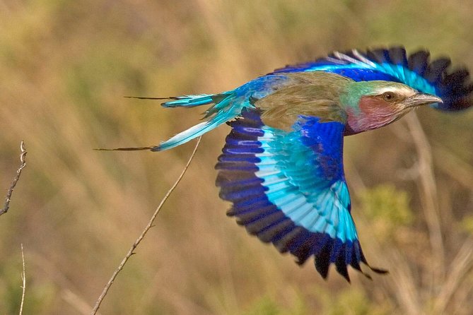 11 Days Kenya Birding Safari Adventure Holiday - Itinerary Highlights