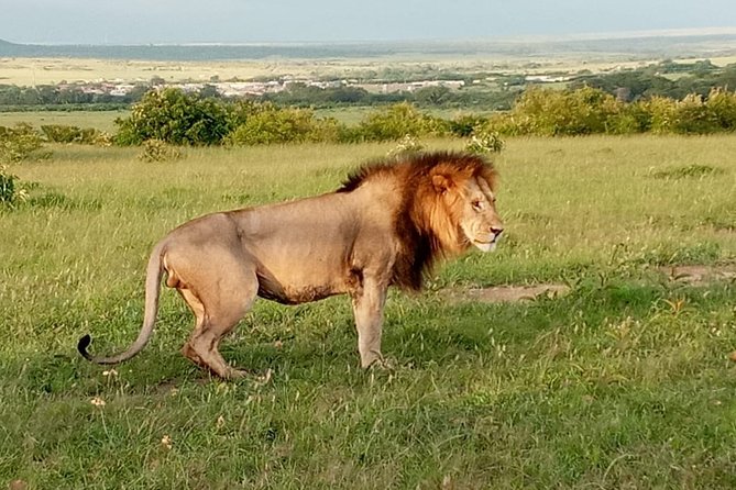 12 Days Samburu Ol-Pejeta Lake Nakuru Masai Mara Lake Naivasha Amboseli Safari - Safari Itinerary Overview
