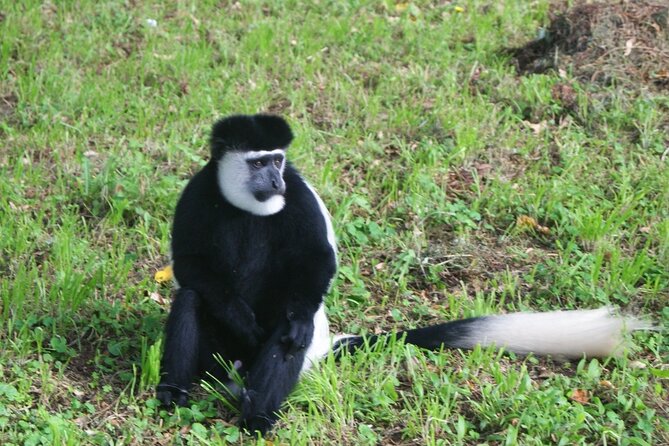 12 Days Wildebeest Migration Masai Mara Nakuru Uganda Gorilla Trekking Safari - Optional Activities Available