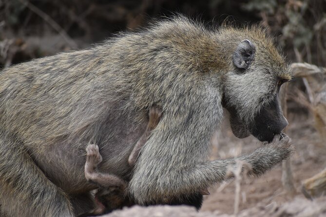 13 Days Discover Kenya and Tanzania Economic Safari - Tour Itinerary