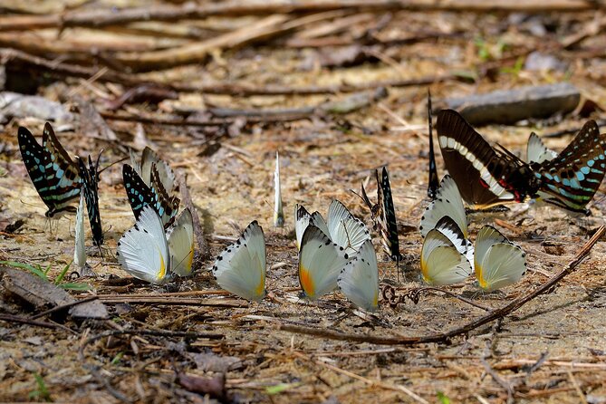 14 Day Ghana Butterfly Tour - Accommodation Details
