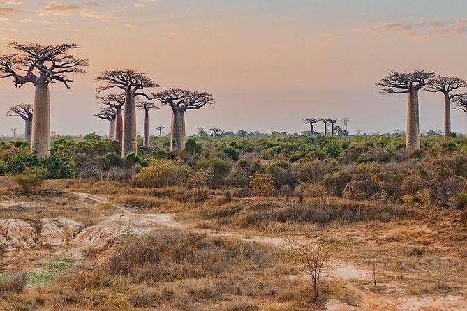 15 Days Exploring South and West of Madagascar
