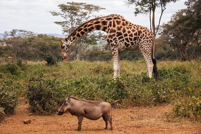 1Day Tour Nairobi Park ,Giraffe Center,Karen Blixxen Guided Tour