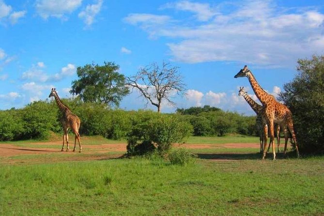 2-Day Amboseli National Park Safari From Nairobi - Free Airport Pick up - Safari Itinerary